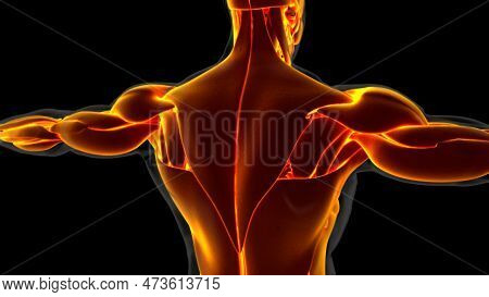 Human Muscle Anatomy For Medical Concept 3D Illustration