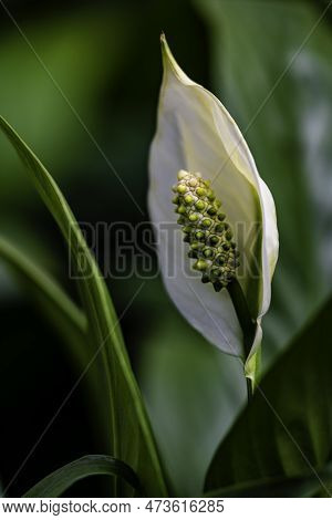 Blooming Spathiphyllum Kochii Flower - Photographed In Changchun, China