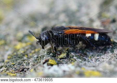 Detailed Closeup On The Hairy But Colorful Mediterranean Scolia Sexmaculata Sitting On Wood