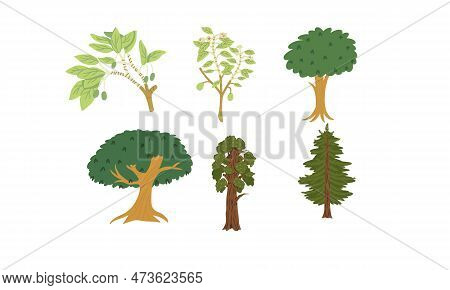 Set Of Different Trees On White Background. Vector Illustration In Cartoon Style.