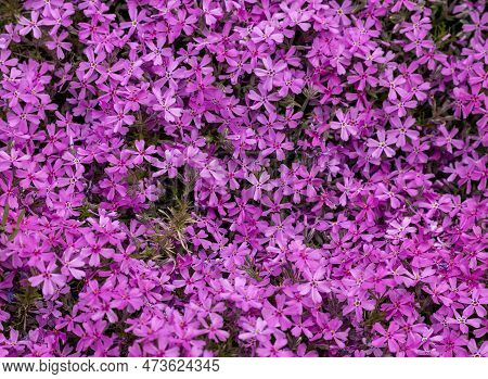 Lilac Aubrieta Deltoidea Flowers In The Garden.