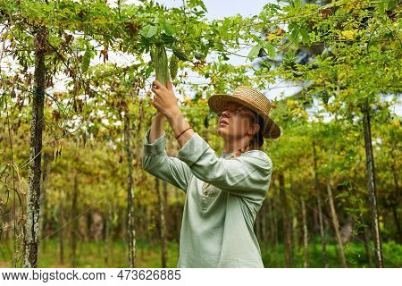 Female Farmer In Straw Hat Examines Dried Up Harvest On Vegetable Farm. Young Woman Agronomist Check