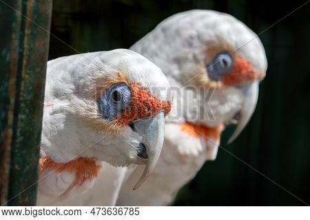 A Pair Of Long-billed Corellas, Also Known As A Slender-billed Corella, Cacatua Tenuirostris, Agains