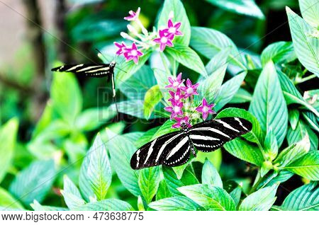 Beautiful Zebra Butterfly (heliconius Charithonia) On Green Leaves In The Garden
