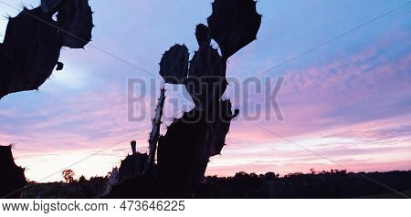 Blue Sky With Colorful Clouds In The Background Watching A Palm Cactus Full Of Thorns.