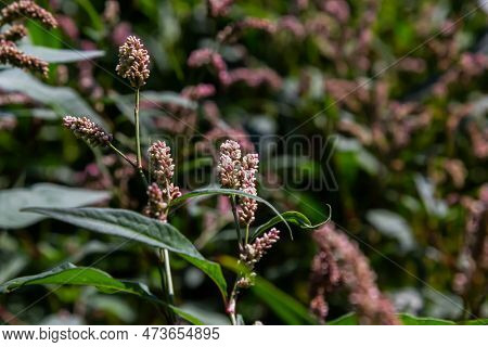 Persicaria Longiseta Is A Species Of Flowering Plant In The Knotweed Family Known By The Common Name
