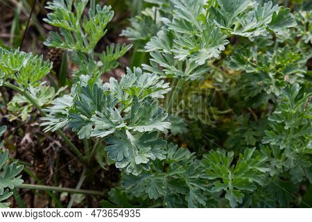 Artemisia Absinthium Is A Perennial Plant Of The Aster Family. Medicinal, Food, Phytoncide, Essentia