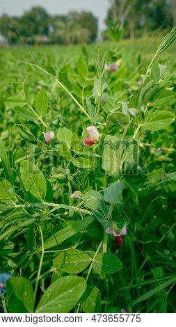 Flowers Of Various Colors Have Bloomed In The Crop Fields Of Bangladesh. White Red Blue Pea Flowers 