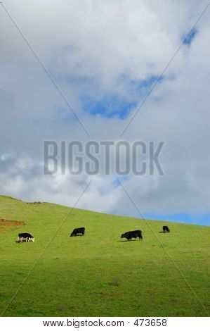 Collina verdeggiante