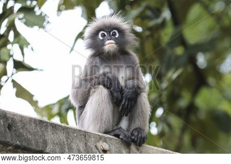 Cute Shaggy Adult Dusky Leaf Monkey (trachypithecus Obscurus) Close Up.