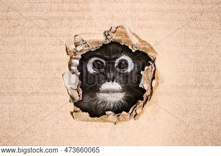 Funny  Dusky Leaf Monkey (trachypithecus Obscurus) Peeking Out Of A Hole In Cardboard. Image With Co
