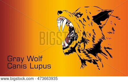 Gray Wolf - Illustration, 
Vector Illustration Of Wolf Face