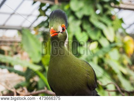 Portrait Of African Colorful Bird, Knysna Turaco, Tauraco Corythaix. Close-up, White Crested Rare Ex