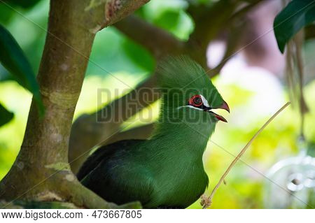 Tropical Exotic Tauraco Bird With Green Feather. Exotic Tauraco Bird Outdoor.