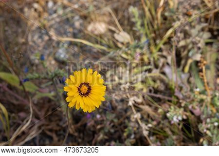 Bright Yellow Plant Reichardia Tingitana, Growing And Blooming In The Wild Nature. Oasis Barranco De