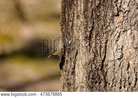 The Ruby-crowned Kinglet (corthylio Calendula). In The Spring, Woodpeckers Make Holes In A Tree From
