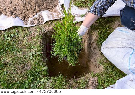 A Woman Plants A Thuja, Planting A Coniferous Tree Thuja. The Womans Hands Are Removed From The Pot 