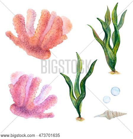 Watercolor Drawn Set Of Corals, Ribbon Algae, Bubbles And Cone Shell On White Background. Underwater