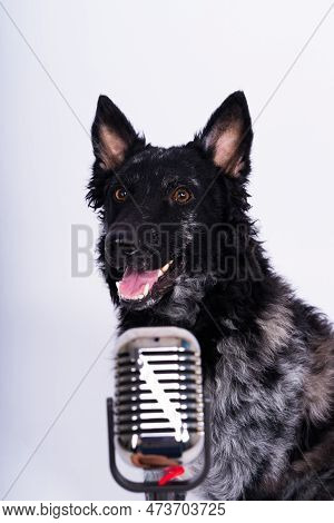 Beatiful Mudi Dog Singing Into A Microphone In Studio Ehite Background