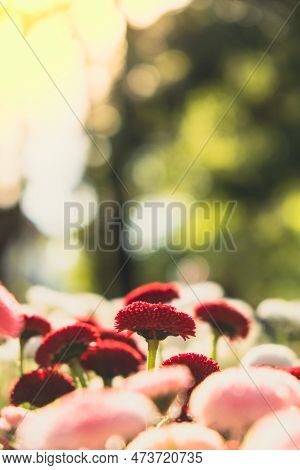 Flowerbed Of Beautiful Colorful Flowers On Green Lawn Background. Wallpaper Background Group Of Deli