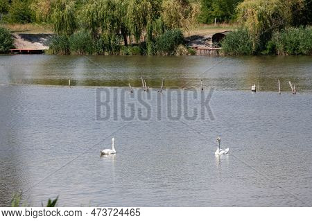 Picture Of The Panorama Of Lake Tresetiste In Subotica, Serbia, During A Warm Summer Afternoon With 