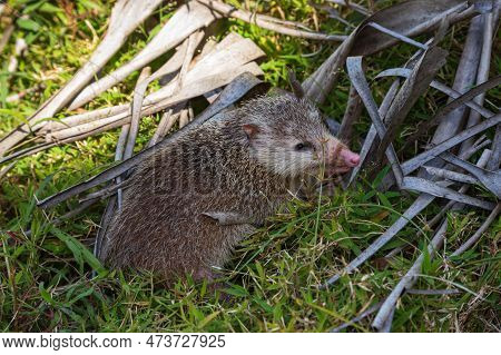 A Tenrec, A Small Mammal Originating From Madagascar, Seen At Black River Gorges National Park, Maur