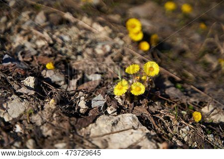 First Spring Yellow Dandelion Pop Up From The Ground.