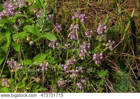 Blossoming Fragrant Thymus Serpyllum, Breckland Wild Thyme, Creeping Thyme, Or Elfin Thyme Close-up,