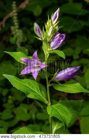 Close-up Of Flowering Nettle-leaved Bellflower On Dark Blurry Natural Background. Campanula Tracheli