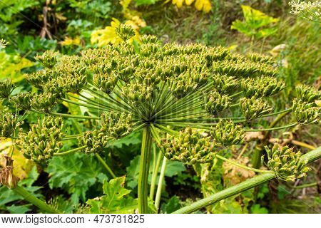Heracleum Sosnowskyi On Blue Sky Background. All Parts Of Heracleum Sosnowskyi Contain The Intense T