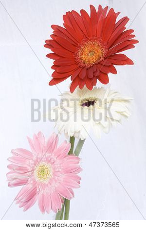 tre colori gerbera