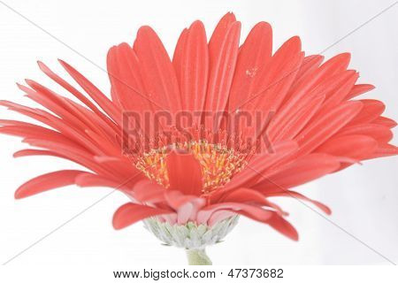 gerbera rossa