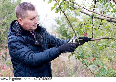 Ukraine, Khmelnytskyi, October 2022. A Gardener In An Autumn Garden Cuts Tree Branches With Secateur