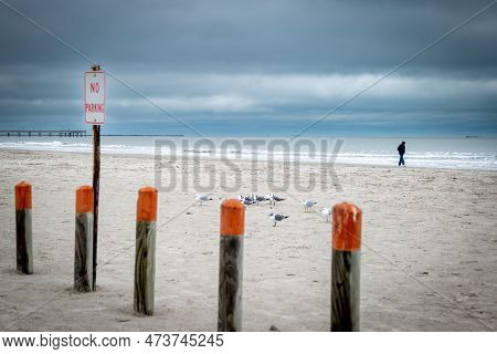 A Few Seagulls On A Sand Beach On A Cloudy Day In Port Aransas, Texas. Selective Focus With Shallow 