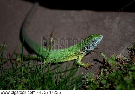 The European Green Lizard (lacerta Viridis) Is A Large Lizard Distributed Across European Midlatitud