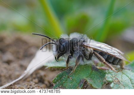 Natural Closeup On A Female Grey-gastered Mining Bee, Andrena Tibialis, Drinking Nectar From A White