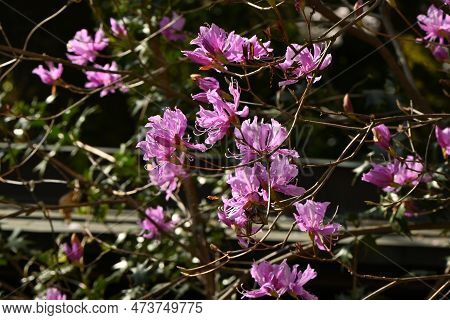 Rhododendron Dilatatum Flowers. In Japan It Is Called 'mitsuba Tsutsuji'. Ericaceae Deciduous Shrub.