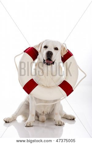 Krásná Labradorský retrívr sedící na podlaze s námořníkem bóje