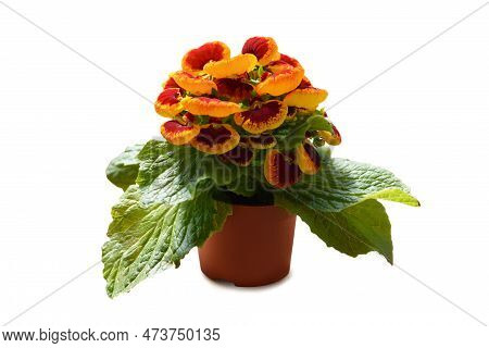Potted Calceolaria Plant Isolated On White Background