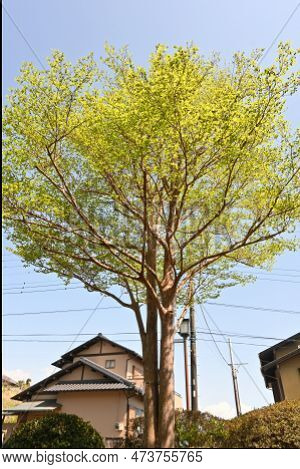 Tall Stewartia ( Stewartia Monadelpha ) Tree. Theaceae Deciduous Tree Native To Japan. Fresh Green A