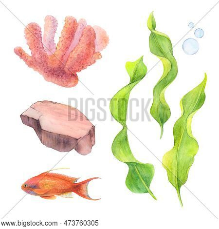 Watercolor Drawn Set Of Coral, Ribbon Algae, Bottom Stone And A Golden Antias Fish On White Backgrou