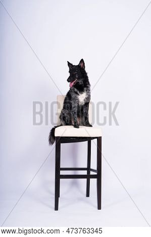 Mudi Shepherd In Front Of White Background Studio And Interior Photo