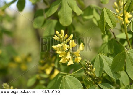 Dalmatian Laburnum Branch With Flowers In The Spring