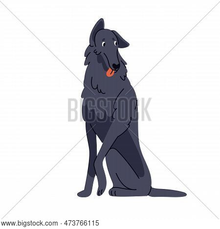 Borzoi Dog. Doggy Of Sighthound Breed, Pedigree. Cute Canine Animal Sitting, Looking Aside. Adorable