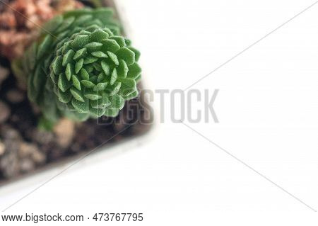 Rare Small Echeveria Atomy Plant Isolated On White Background