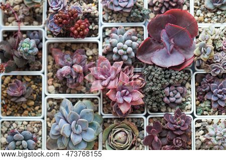 Red, Pink, Blue And Green Color Succulent Flower Rosette. Echeveria, Pachyphytum, Sedum, Crassula An