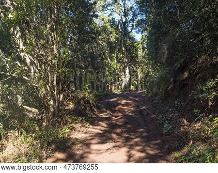 Dirt Road Path Through Laurisilva Forest With Mossy Laurel And Erica Arborea Trees In Sunlight. Gara