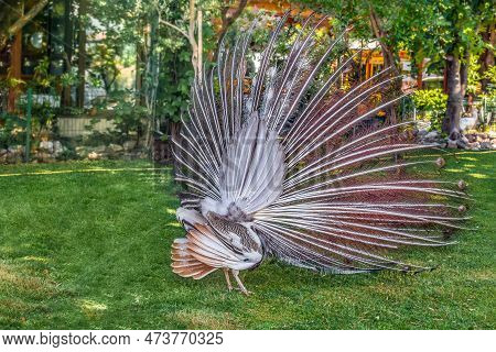 Rear View A Peafowl Showing Off Its Train In A Mini Zoo Mercur In Budva, Montenegro. Lonely Peacock 
