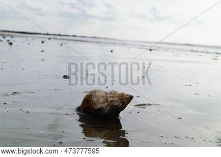 You Can Find The Yellow Spanballs Of The Whelks At The Beach Of Blavand