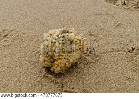 You Can Find The Yellow Spanballs Of The Whelks At The Beach Of Blavand